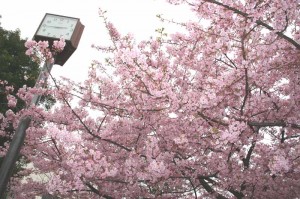 待ちきれずに咲いた桜たち。