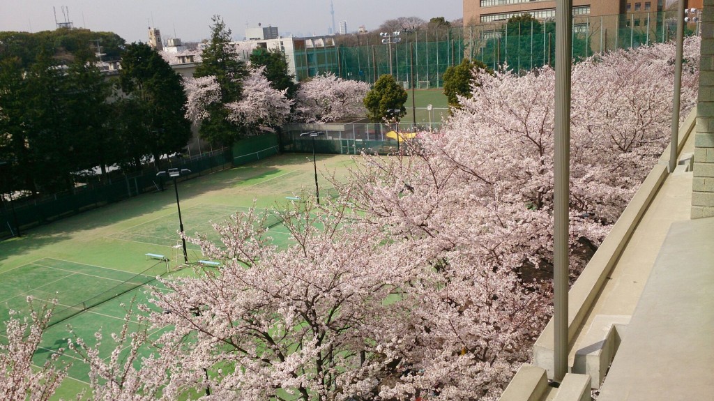 2014学部長室からの桜