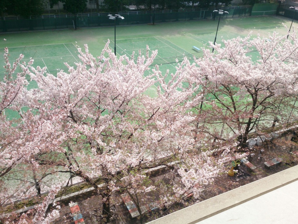 学部長桜